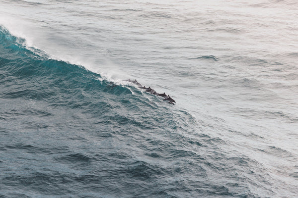 Australian Wildlife Wall Art Photography Prints - Australia Unseen