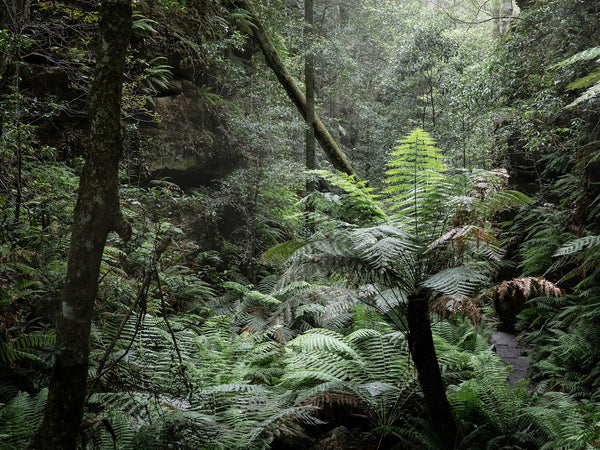 Tropical Wall Art Photography Prints - Australia Unseen
