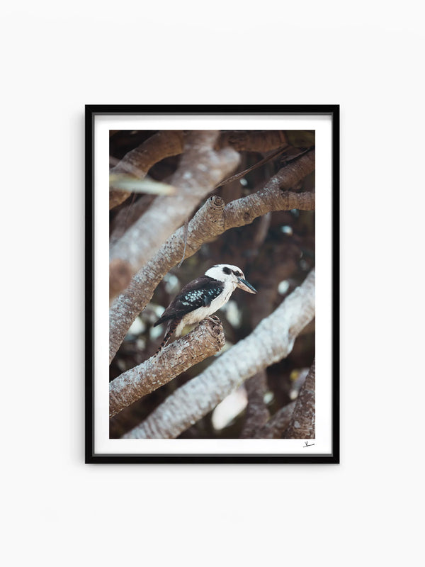 Kookaburra 01 - Wildlife Wall Art Print