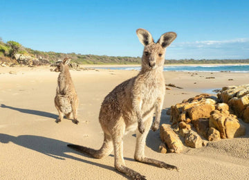 Kangaroos on the beach