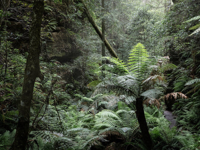 Nature