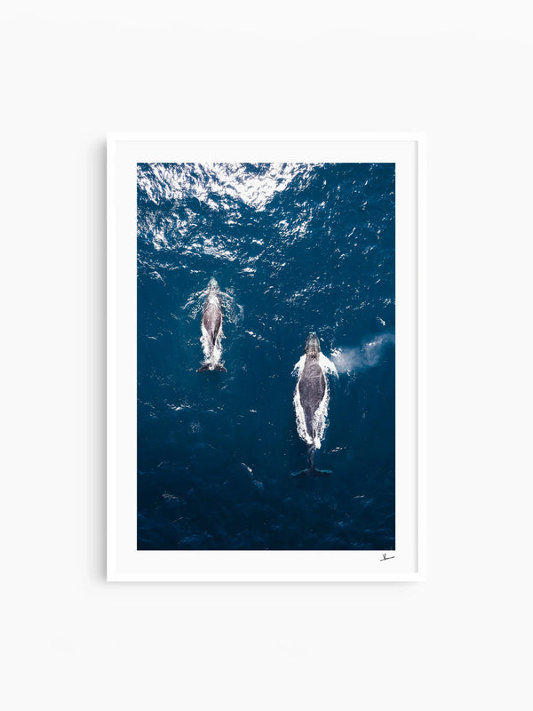 Whales 01 (Maroubra) - Wall Art Print