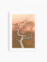 Mangrove Roots - Limited Edition Wall Art Print