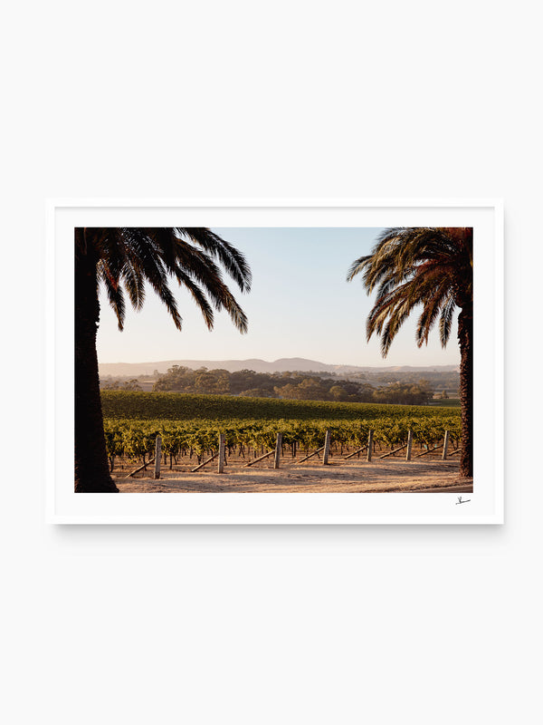 Barossa Vineyard 01 – South Australia Wall Art Print