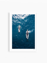 Whales 01 - Sydney Wall Art Print