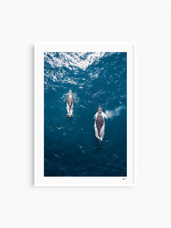 Whales 01 - Sydney — wall art print in Classic White frame · Australia Unseen