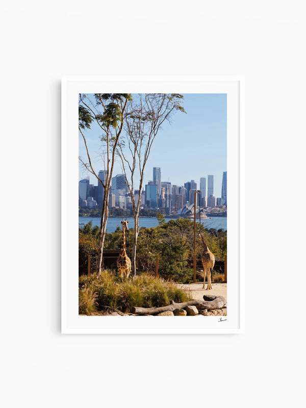 Taronga 02 - Wall Art Print