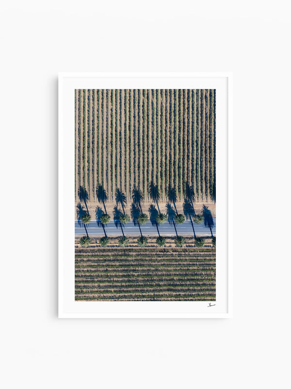 Seppeltsfield Road 04 – Barossa Valley Wall Art Print