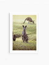 Kangaroos 02 (South West Rocks, NSW) - Wall Art Print