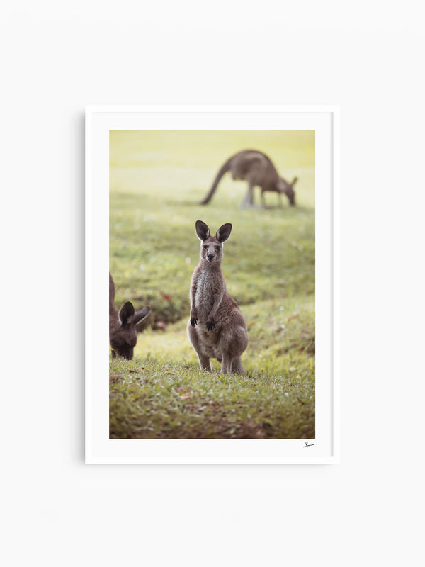 Kangaroos 02 (South West Rocks, NSW) - Wall Art Print
