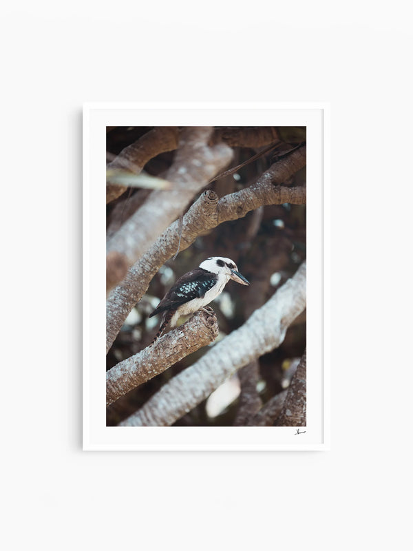 Kookaburra 01 - Wildlife Wall Art Print