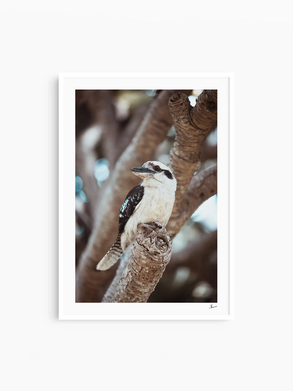 Kookaburra 02 - Wildlife Wall Art Print