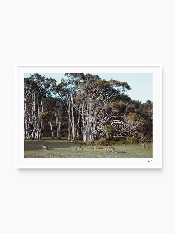 Kangaroos 01 (Little Bay Beach, NSW) - Wall Art Print