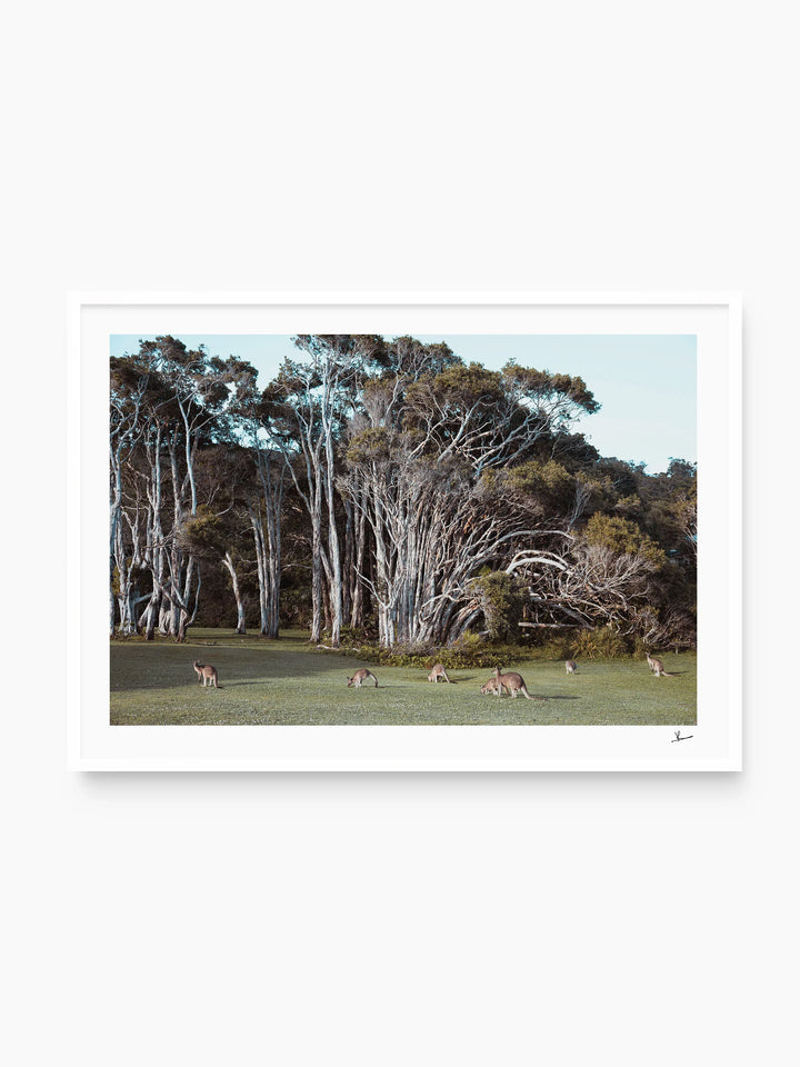 Kangaroos 01 (Little Bay Beach, NSW) - Wall Art Print
