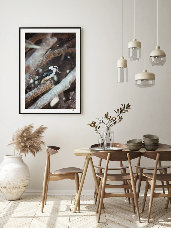 Kookaburra 01 - Wildlife Wall Art Print