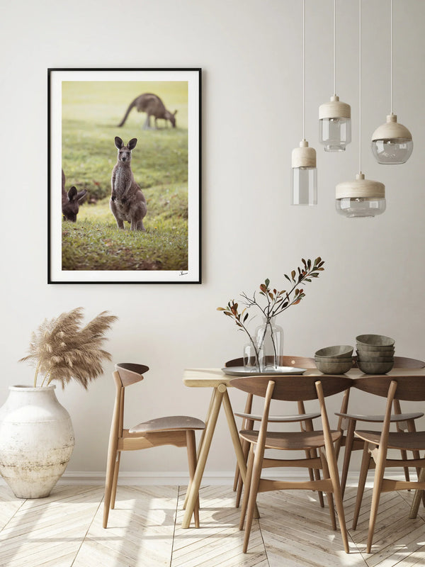 Kangaroos 02 (South West Rocks, NSW) - Wall Art Print