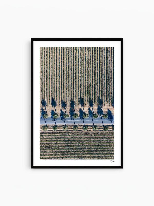Seppeltsfield Road 04 – Barossa Valley Wall Art Print