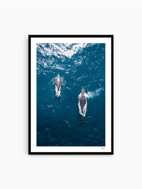 Whales 01 - Sydney — wall art print in Classic Black frame · Australia Unseen