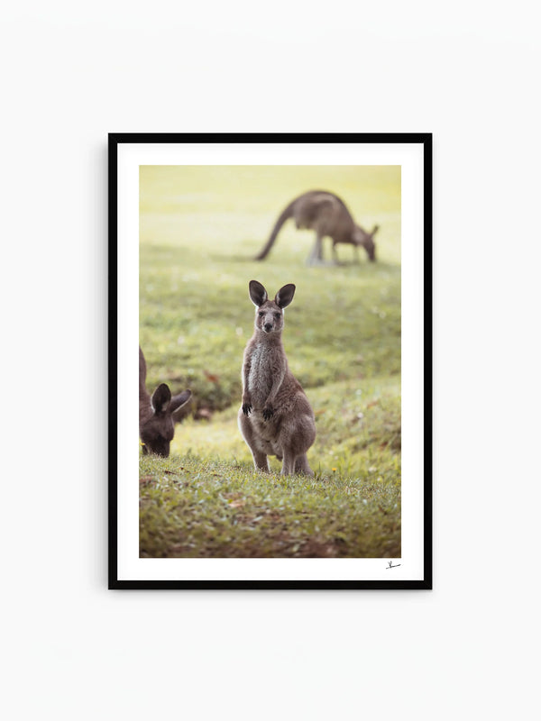 Kangaroos 02 (South West Rocks, NSW) - Wall Art Print