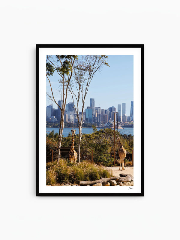 Taronga 02 - Wall Art Print