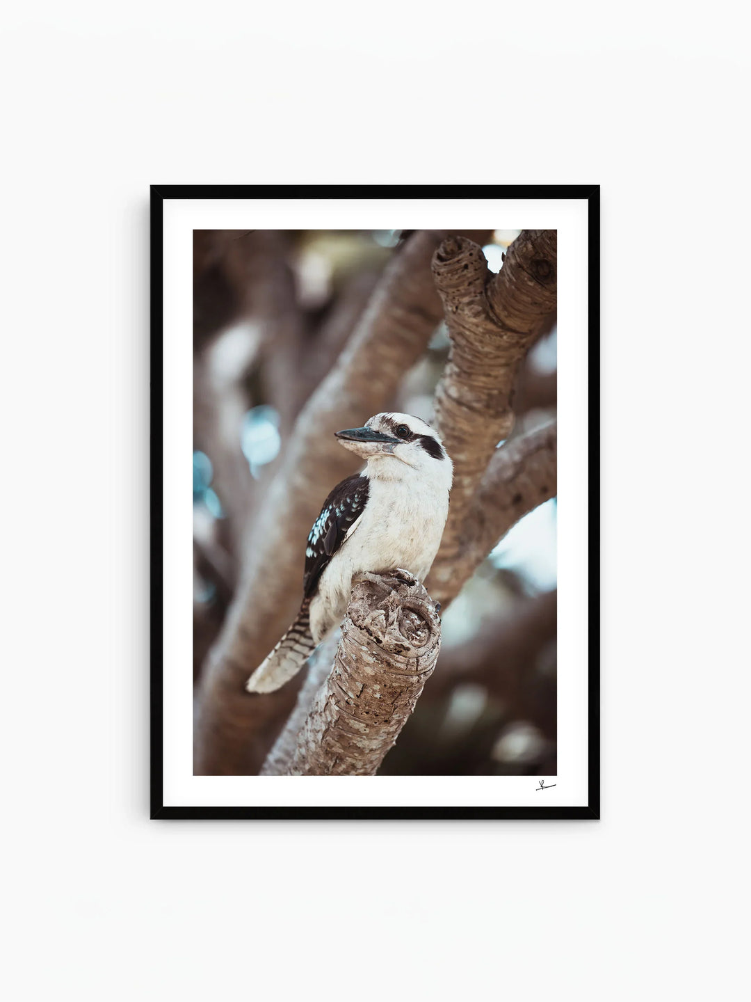 Kookaburra 02 - Wildlife Wall Art Print