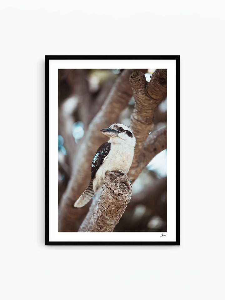 Kookaburra 02 - Wildlife Wall Art Print