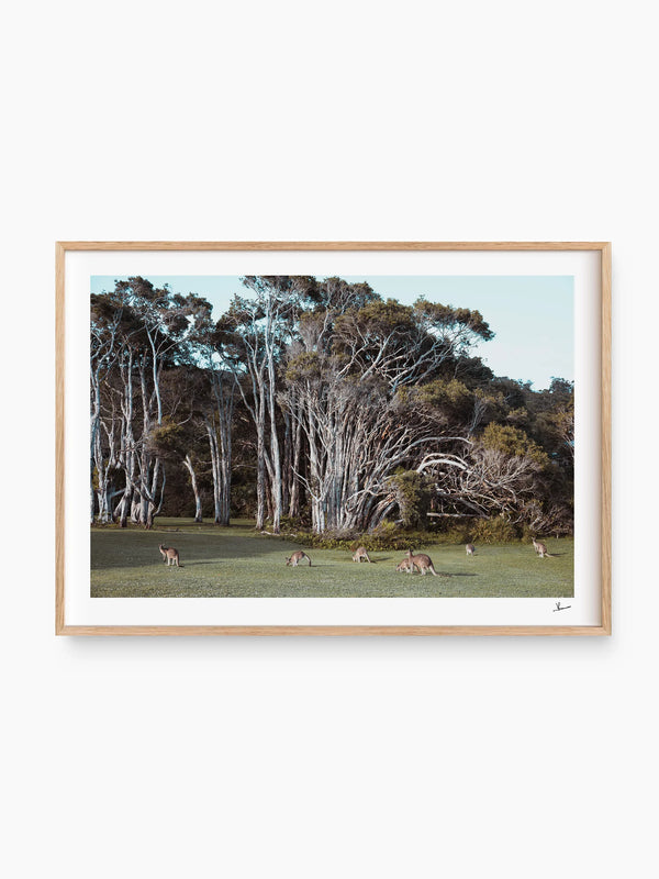 Kangaroos 01 (Little Bay Beach, NSW) - Wall Art Print