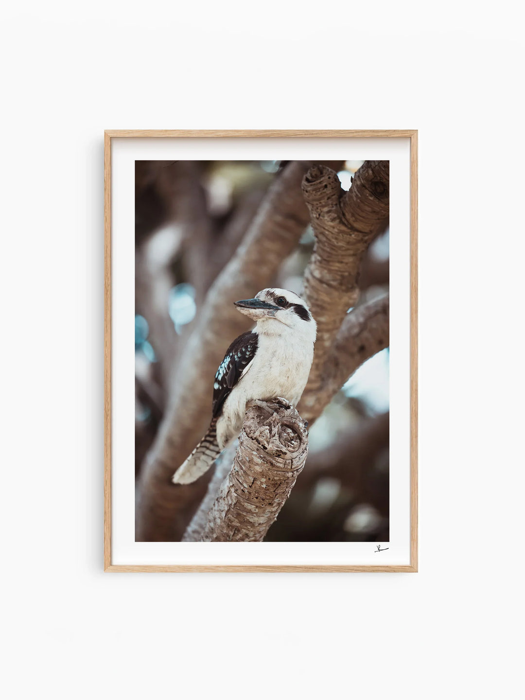Kookaburra 02 - Wildlife Wall Art Print