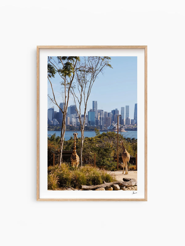 Taronga 02 - Wall Art Print
