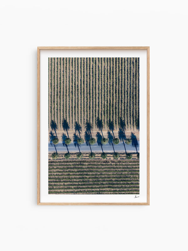 Seppeltsfield Road 04 – Barossa Valley Wall Art Print