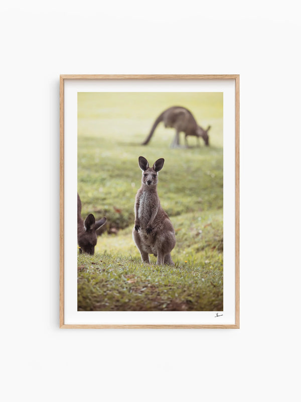 Kangaroos 02 (South West Rocks, NSW) - Wall Art Print