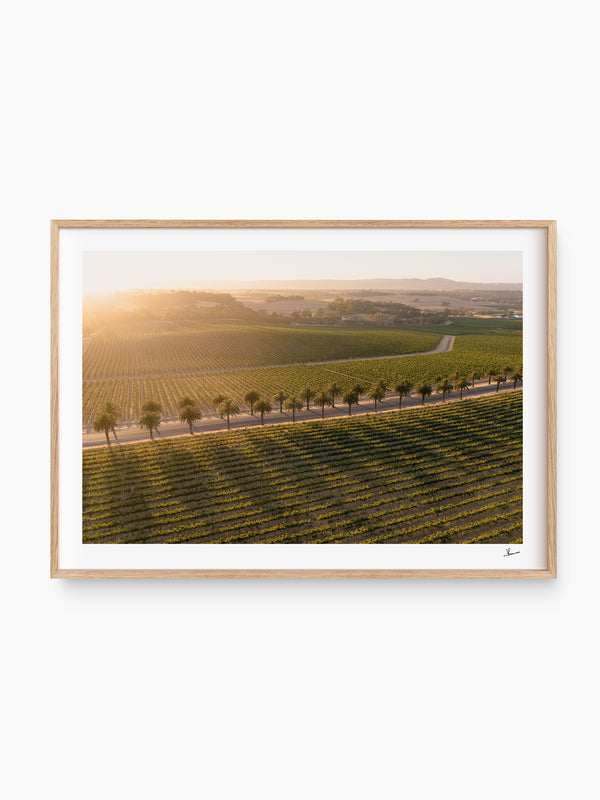 Barossa Valley Sunrise 03 – South Australia Wall Art Print