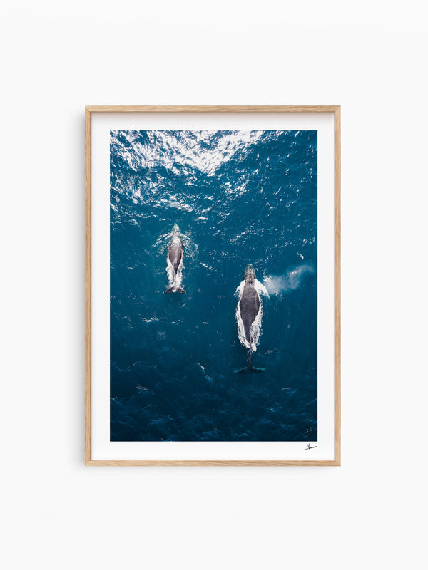 Whales 01 - Sydney — wall art print in Classic Raw Wood frame · Australia Unseen