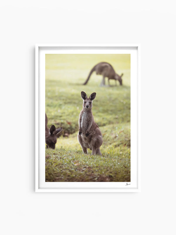 Kangaroos 02 (South West Rocks, NSW) - Wall Art Print