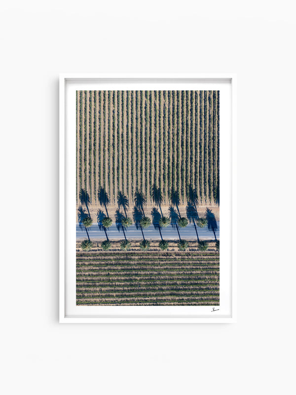 Seppeltsfield Road 04 – Barossa Valley Wall Art Print