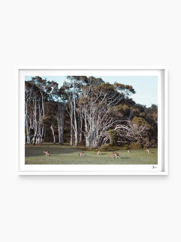 Kangaroos 01 (Little Bay Beach, NSW) - Wall Art Print