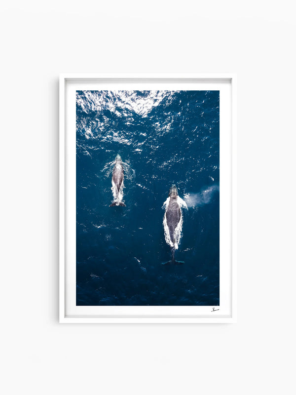 Whales 01 (Maroubra) - Wall Art Print