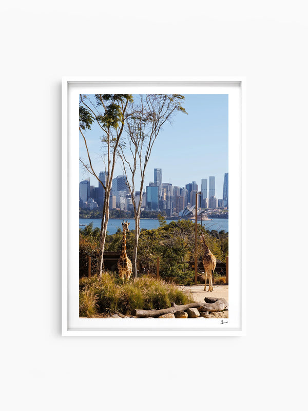 Taronga 02 - Wall Art Print