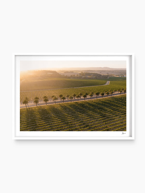 Barossa Valley Sunrise 03 – South Australia Wall Art Print