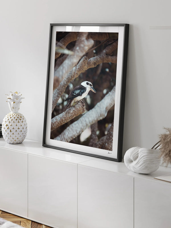 Kookaburra 01 - Wildlife Wall Art Print