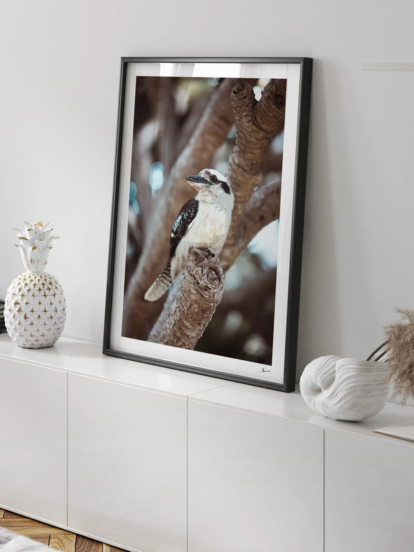 Kookaburra 02 - Wildlife Wall Art Print