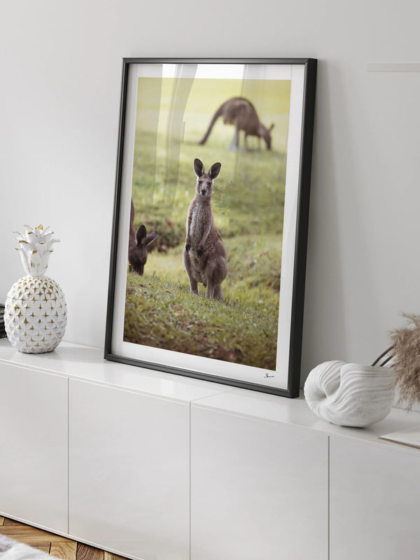 Kangaroos 02 (South West Rocks, NSW) - Wall Art Print