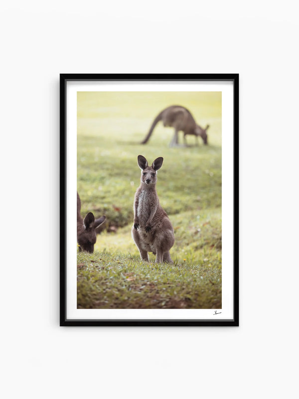 Kangaroos 02 (South West Rocks, NSW) - Wall Art Print