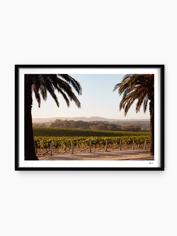 Barossa Vineyard 01 – South Australia Wall Art Print