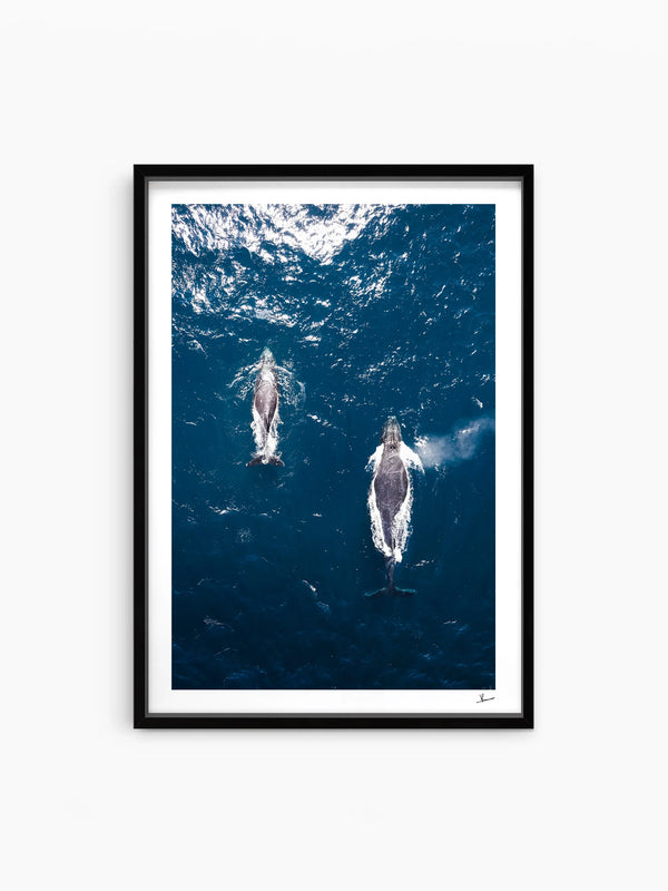 Whales 01 (Maroubra) - Wall Art Print
