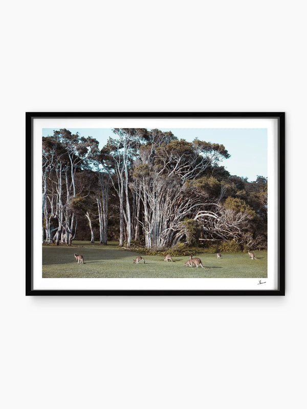 Kangaroos 01 (Little Bay Beach, NSW) - Wall Art Print