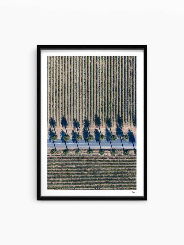 Seppeltsfield Road 04 – Barossa Valley Wall Art Print
