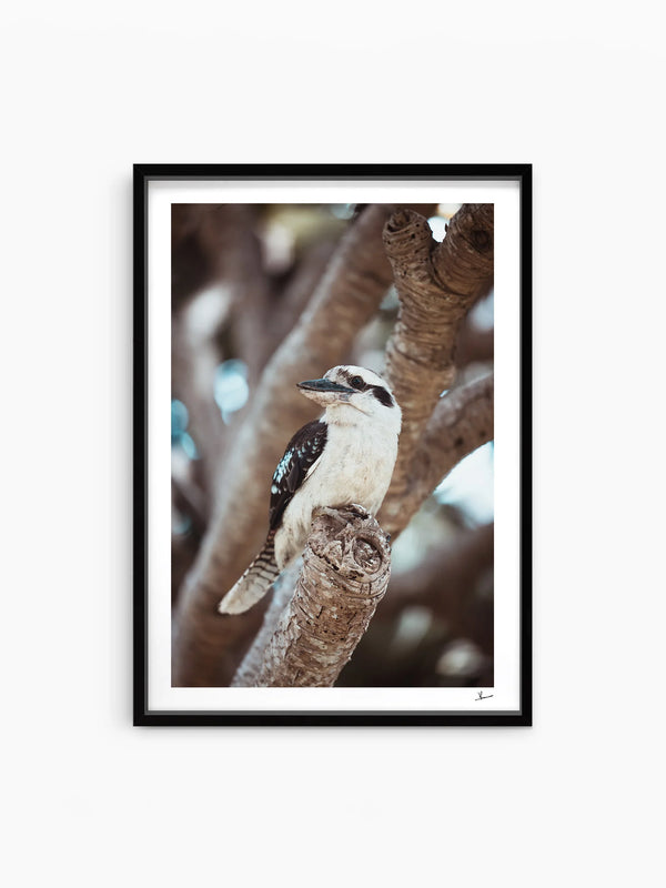 Kookaburra 02 - Wildlife Wall Art Print