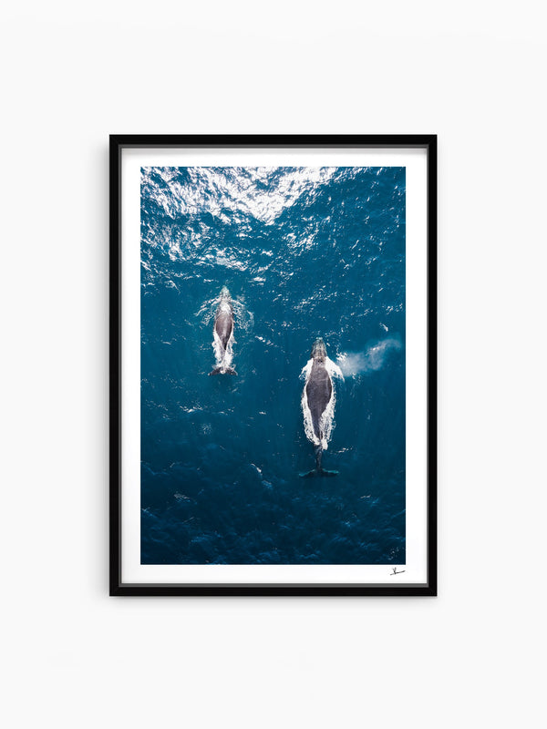 Whales 01 - Sydney — wall art print in ShadowBox Black frame · Australia Unseen