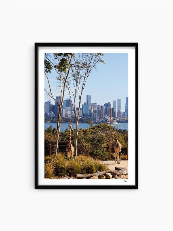 Taronga 02 - Wall Art Print